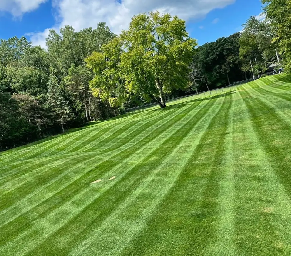 Freshly striped lawn with tall trees in the background