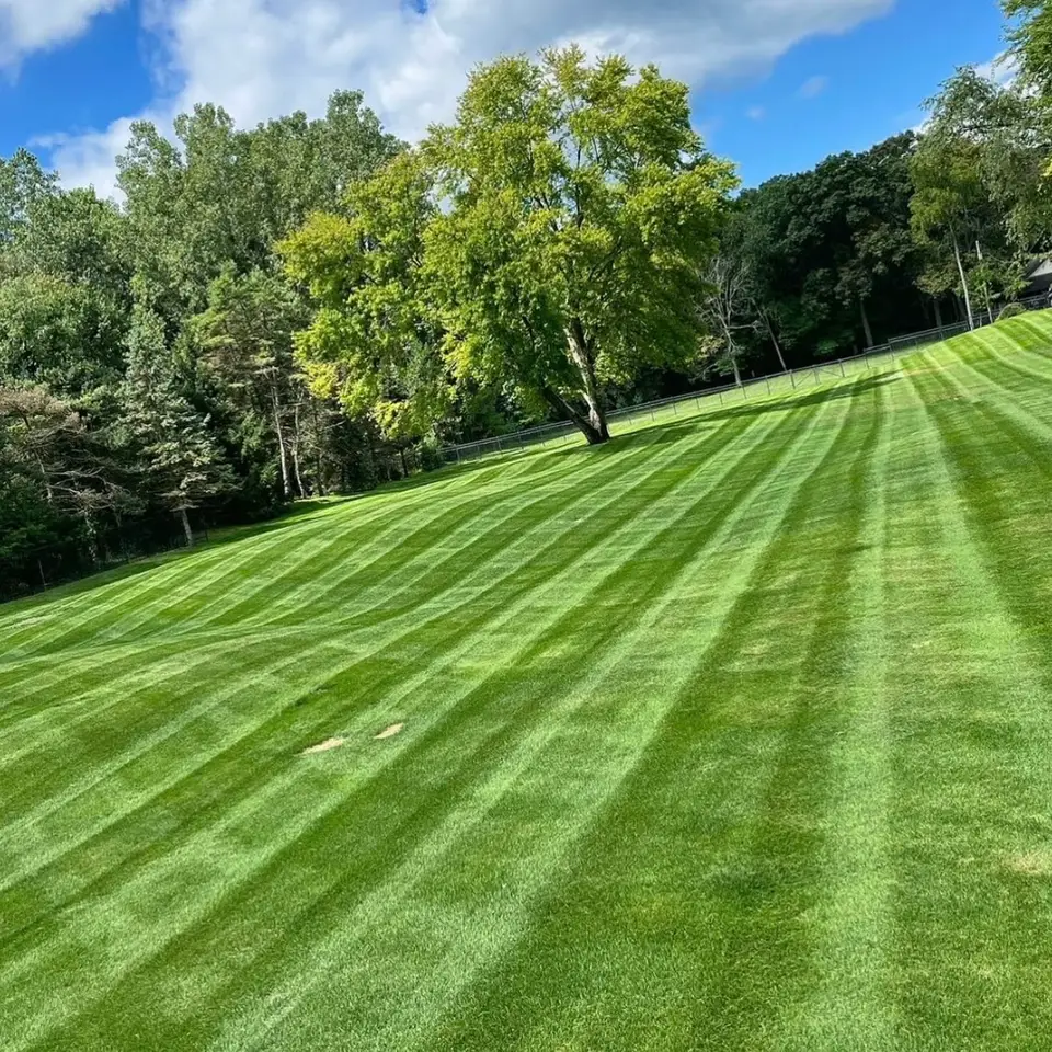 Freshly striped lawn with tall trees behind it